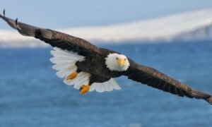 Detailed exploration of the eagle’s biology and its nature: viviparous or apathetic.el águila es así igual vivíparo o apático