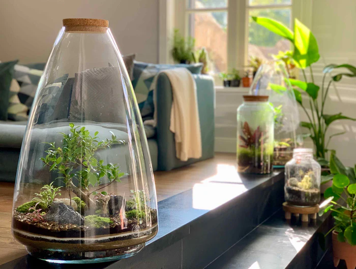 Cheap Terrariums