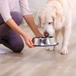 Discover the best robotic pet toys at **https://www.idogwoofwoof.com**—your ultimate guide to interactive, high-tech companions.