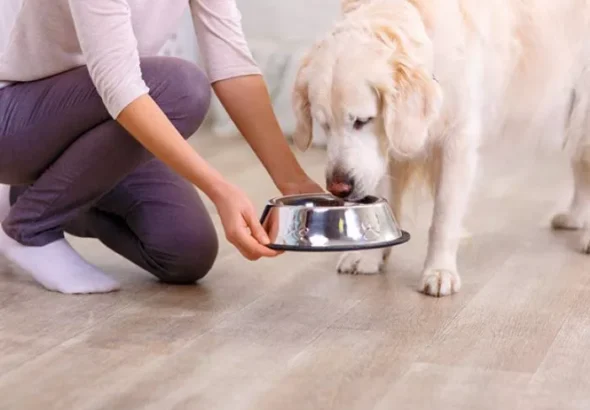Discover the best robotic pet toys at **https://www.idogwoofwoof.com**—your ultimate guide to interactive, high-tech companions.