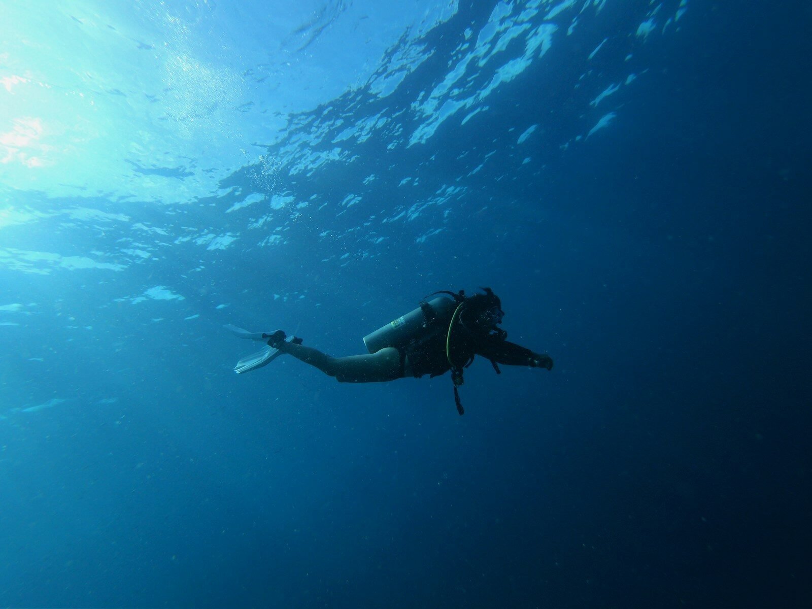 Diver's Daydream